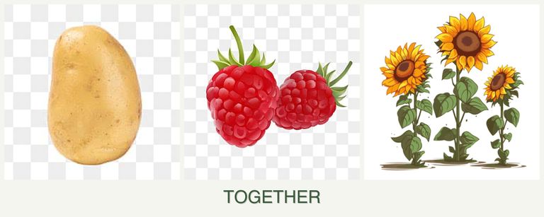 Can you plant potatoes, raspberries and sunflowers together?