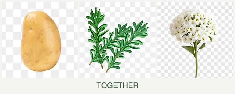 Can you plant potatoes, rosemary and alyssum together?
