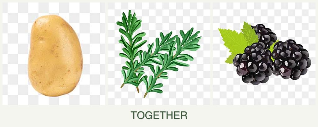 Can you plant potatoes, rosemary and blackberries together?