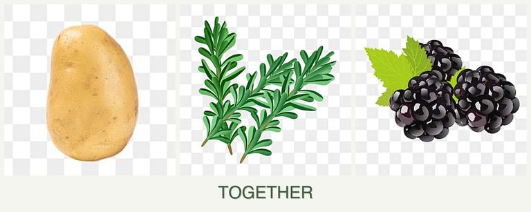 Can you plant potatoes, rosemary and blackberries together?