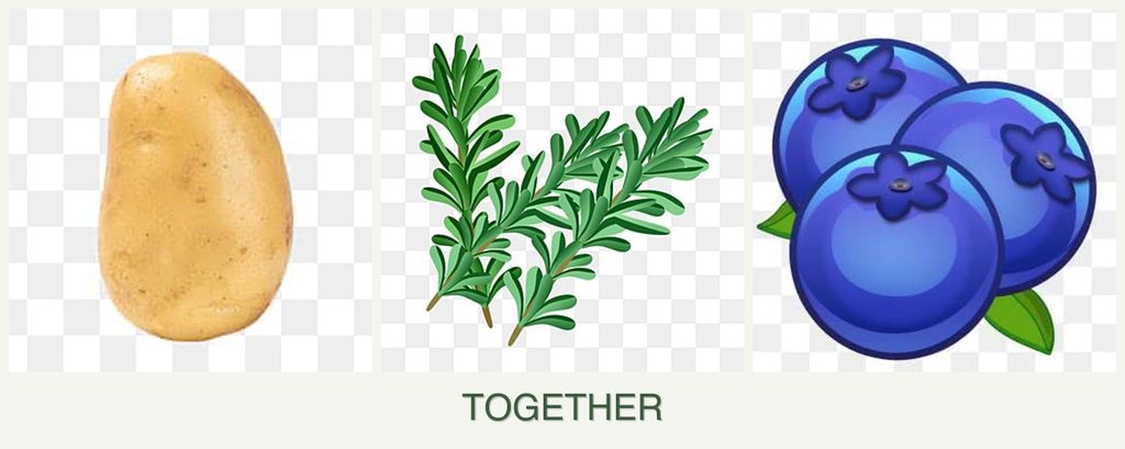 Can you plant potatoes, rosemary and blueberries together?
