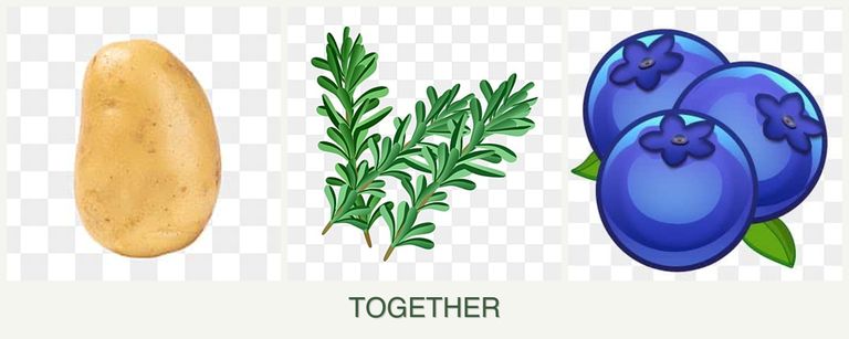 Can you plant potatoes, rosemary and blueberries together?