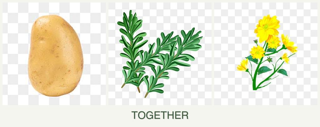 Can you plant potatoes, rosemary and calendula together?