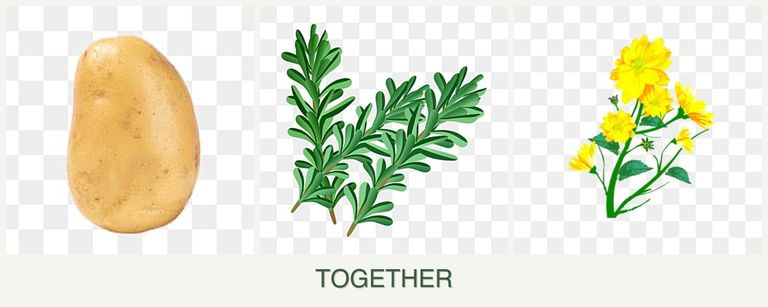 Can you plant potatoes, rosemary and calendula together?