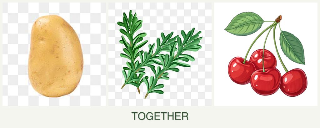 Can you plant potatoes, rosemary and cherries together?