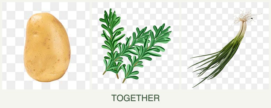 Can you plant potatoes, rosemary and chives together?