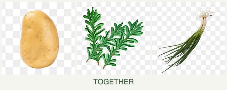 Can you plant potatoes, rosemary and chives together?