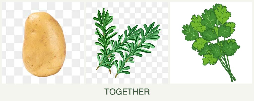Can you plant potatoes, rosemary and cilantro together?