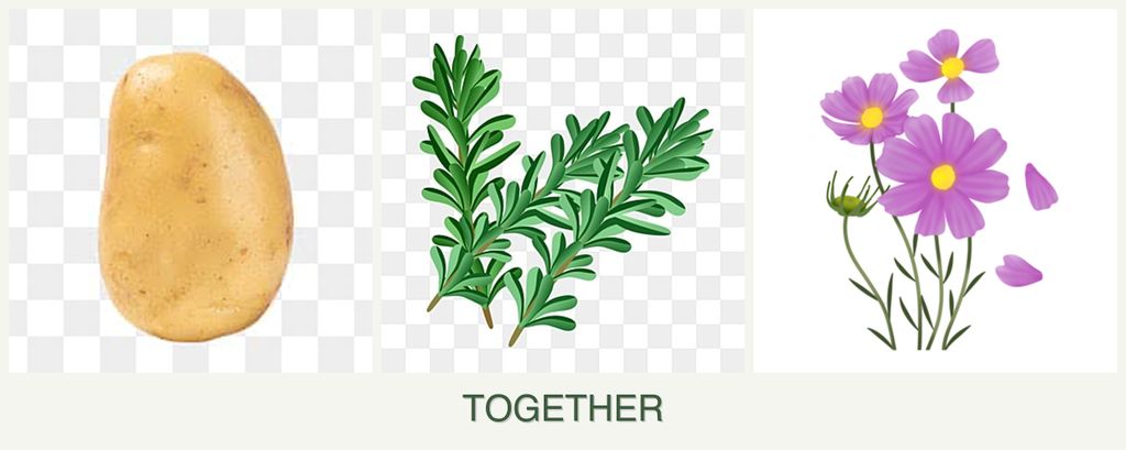 Can you plant potatoes, rosemary and cosmos together?