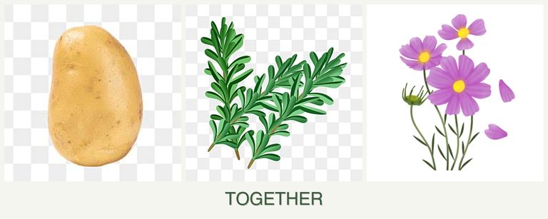 Can you plant potatoes, rosemary and cosmos together?
