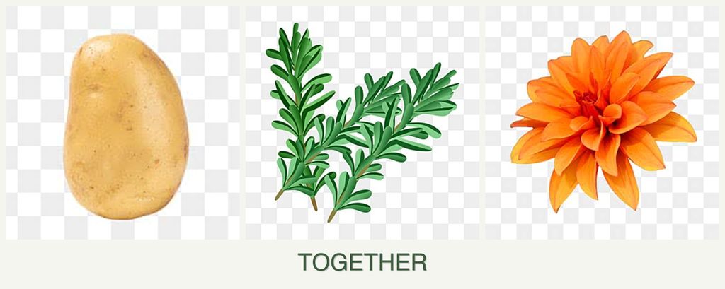 Can you plant potatoes, rosemary and dahlias together?