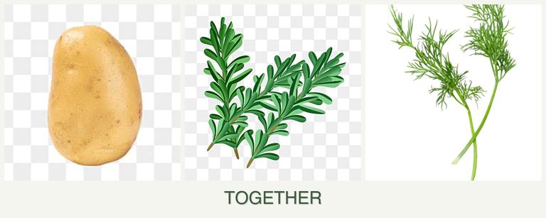 Can you plant potatoes, rosemary and dill together?