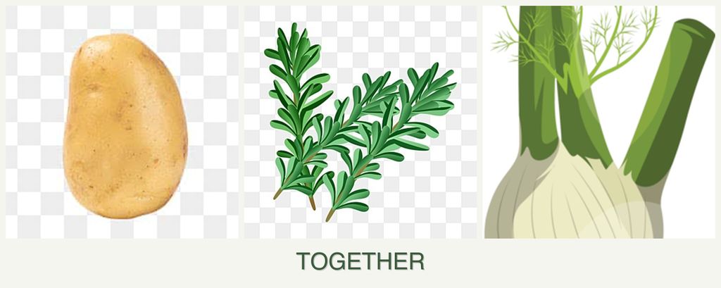 Can you plant potatoes, rosemary and fennel together?