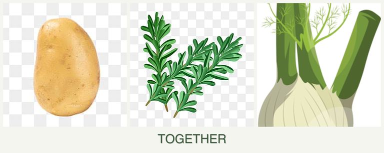 Can you plant potatoes, rosemary and fennel together?