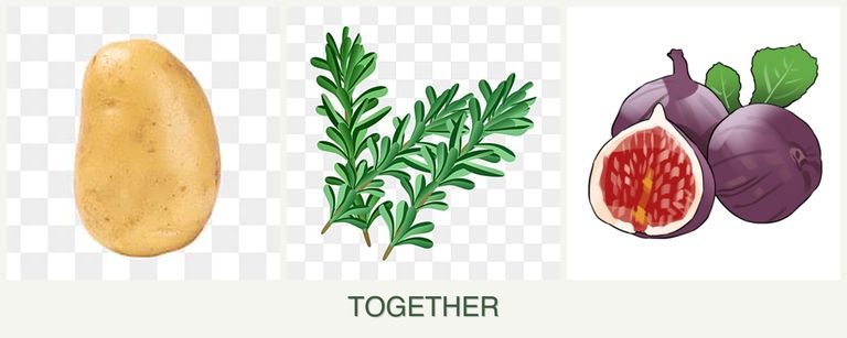 Can you plant potatoes, rosemary and figs together?