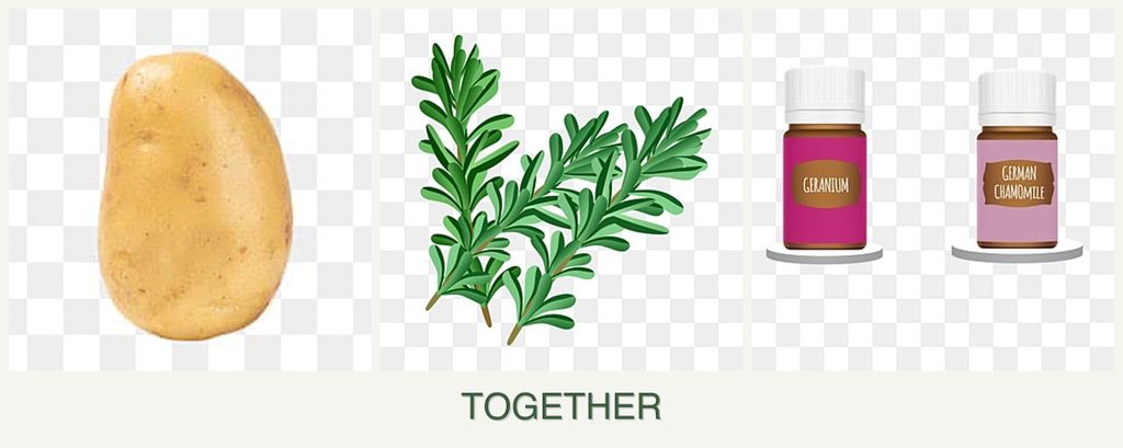 Can you plant potatoes, rosemary and geraniums together?
