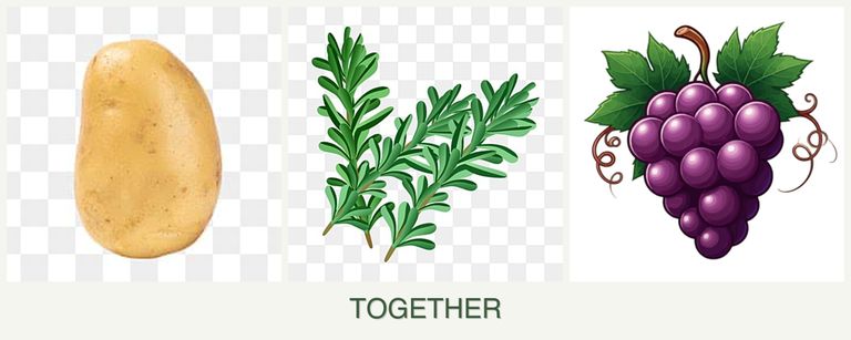Can you plant potatoes, rosemary and grapes together?