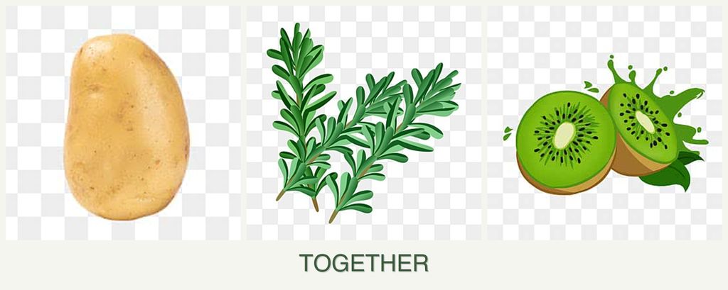 Can you plant potatoes, rosemary and kiwi together?