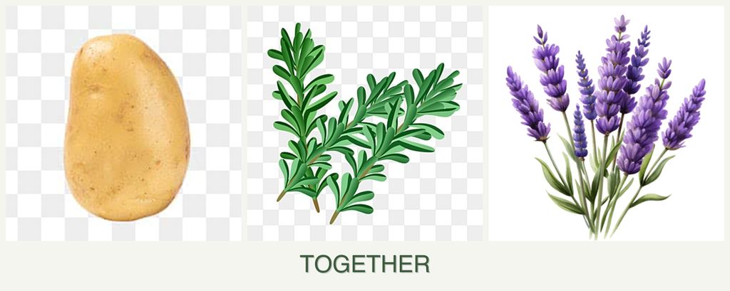 Can you plant potatoes, rosemary and lavender together?