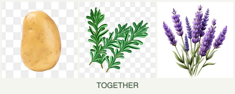 Can you plant potatoes, rosemary and lavender together?