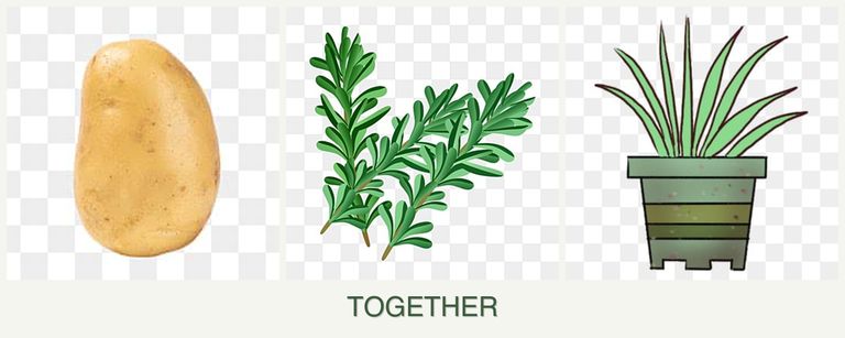 Can you plant potatoes, rosemary and lemongrass together?