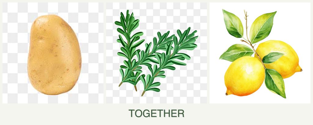 Can you plant potatoes, rosemary and lemons together?