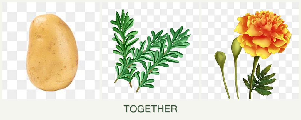 Can you plant potatoes, rosemary and marigolds together?