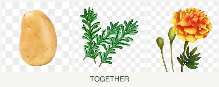 Can you plant potatoes, rosemary and marigolds together?