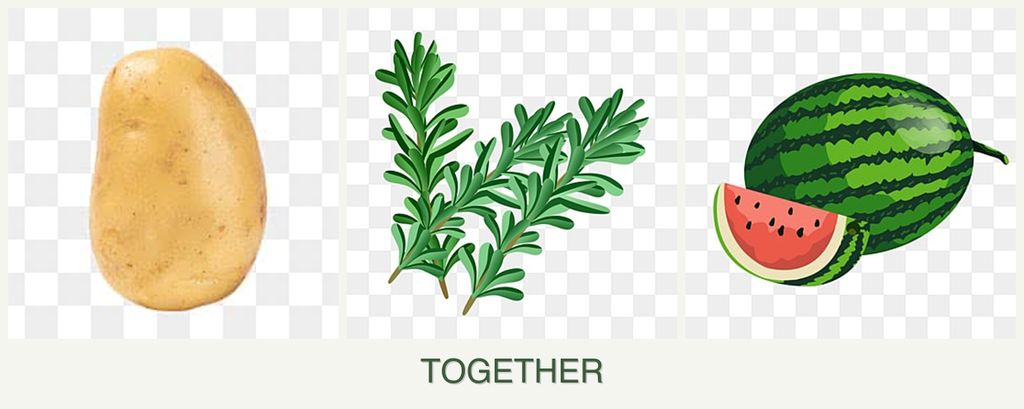 Can you plant potatoes, rosemary and melons together?