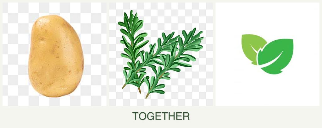 Can you plant potatoes, rosemary and mint together?