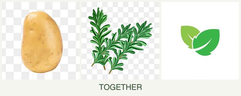 Can you plant potatoes, rosemary and mint together?