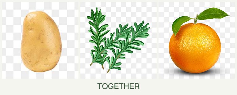 Can you plant potatoes, rosemary and oranges together?