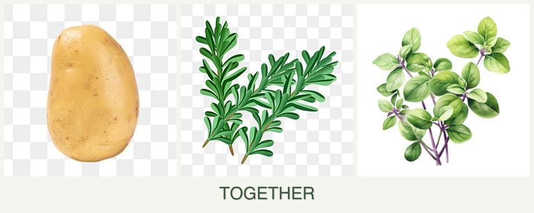 Can you plant potatoes, rosemary and oregano together?