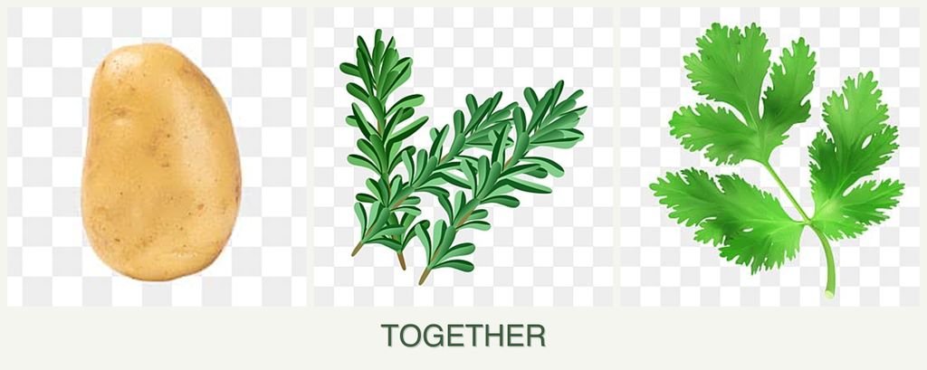 Can you plant potatoes, rosemary and parsley together?