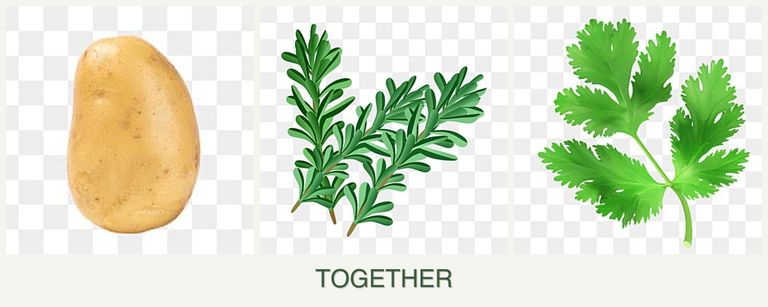 Can you plant potatoes, rosemary and parsley together?