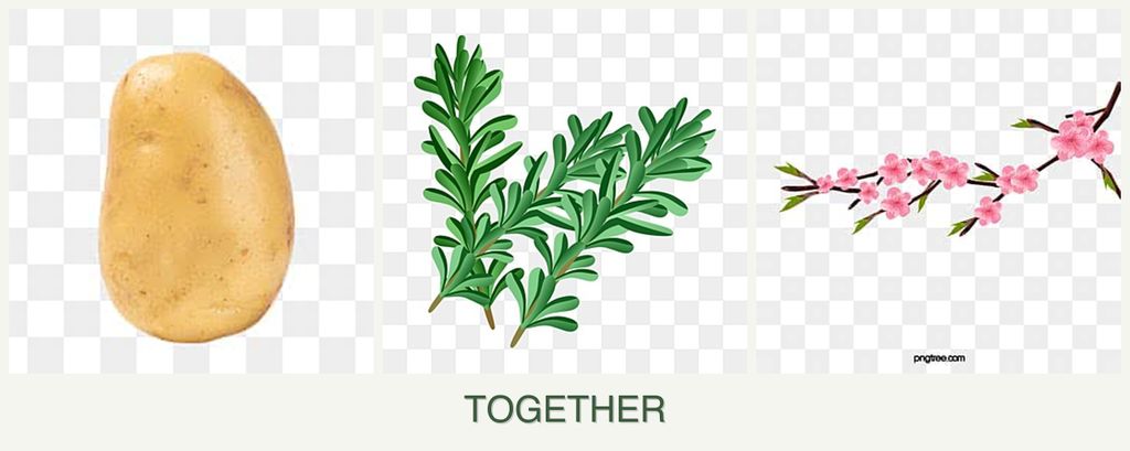 Can you plant potatoes, rosemary and peaches together?