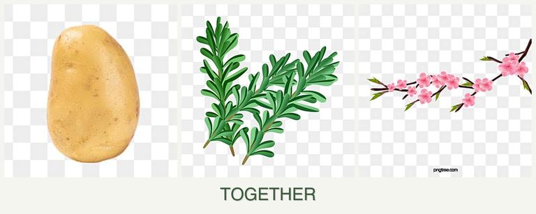 Can you plant potatoes, rosemary and peaches together?