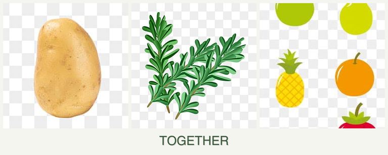Can you plant potatoes, rosemary and pears together?
