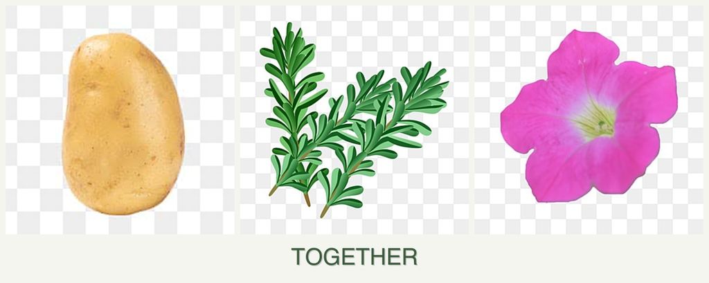 Can you plant potatoes, rosemary and petunias together?