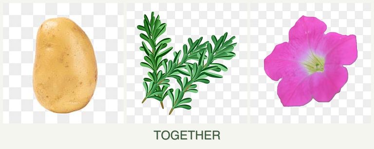 Can you plant potatoes, rosemary and petunias together?