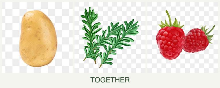 Can you plant potatoes, rosemary and raspberries together?