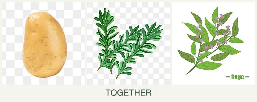 Can you plant potatoes, rosemary and sage together?