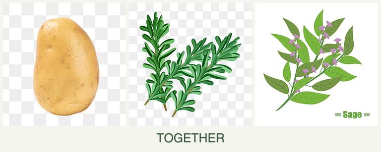 Can you plant potatoes, rosemary and sage together?