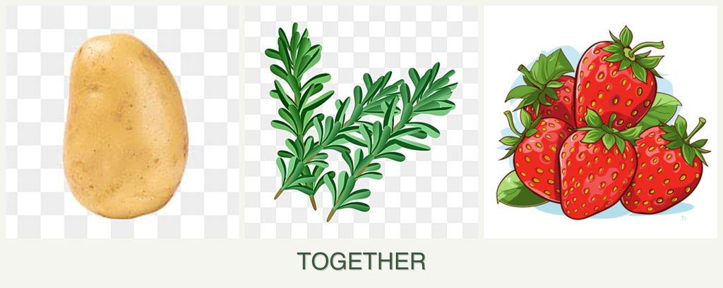 Can you plant potatoes, rosemary and strawberries together?