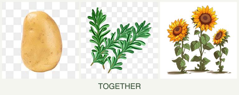 Can you plant potatoes, rosemary and sunflowers together?