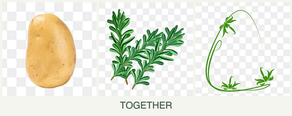 Can you plant potatoes, rosemary and tarragon together?
