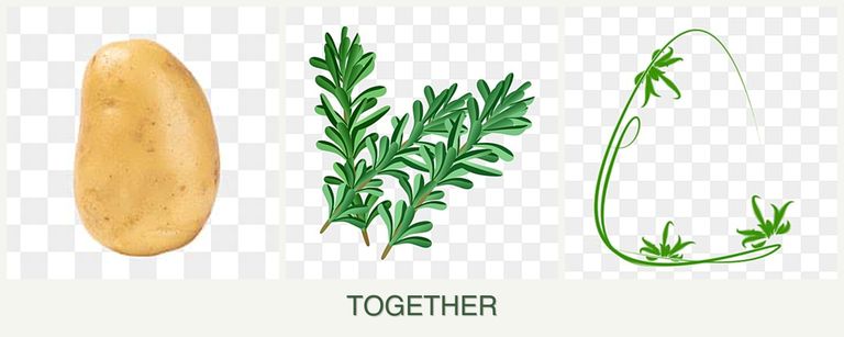 Can you plant potatoes, rosemary and tarragon together?