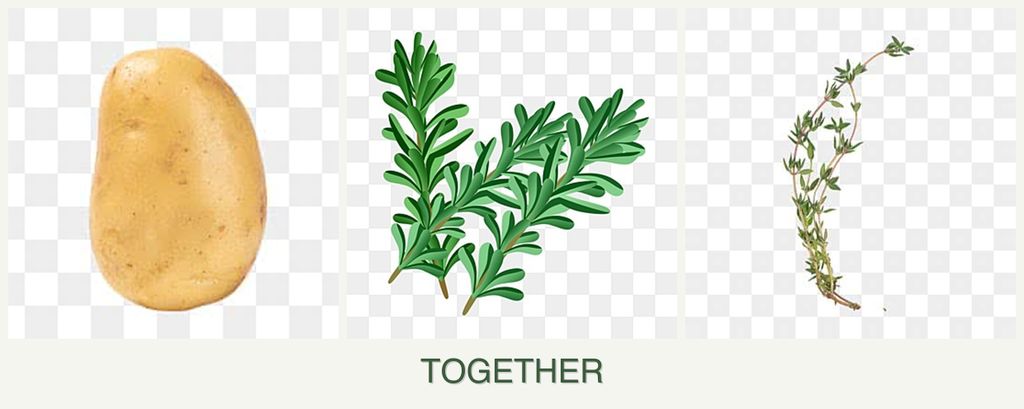 Can you plant potatoes, rosemary and thyme together?