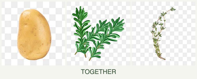 Can you plant potatoes, rosemary and thyme together?