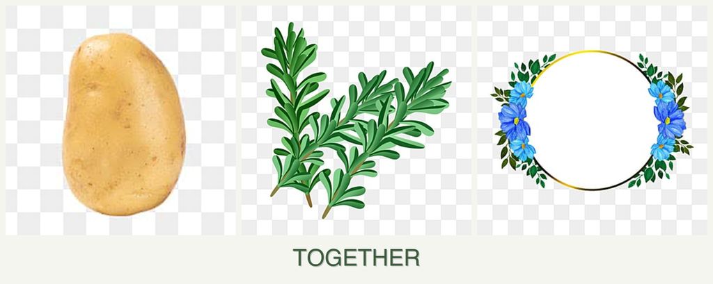 Can you plant potatoes, rosemary and zinnias together?